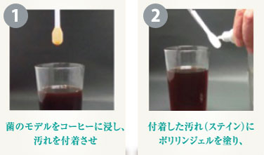 歯のモデルに汚れを浸し、ポリリンジェルを塗る